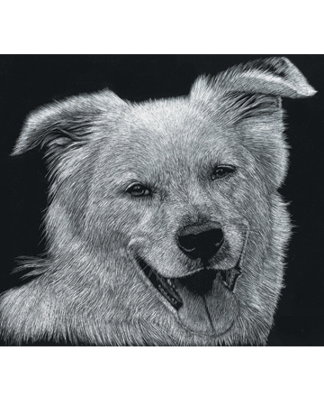 Scratchboard Pet Portrait from Natalie Zimmerman