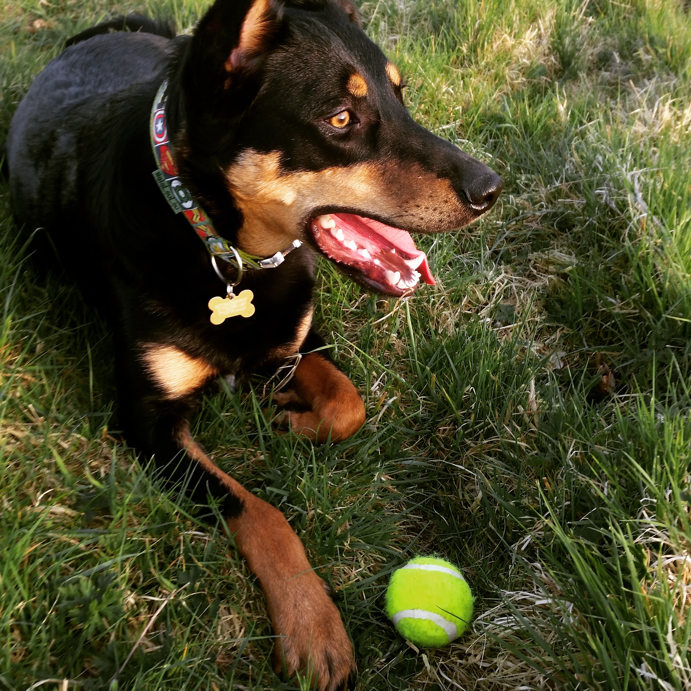 beast titan dog toy