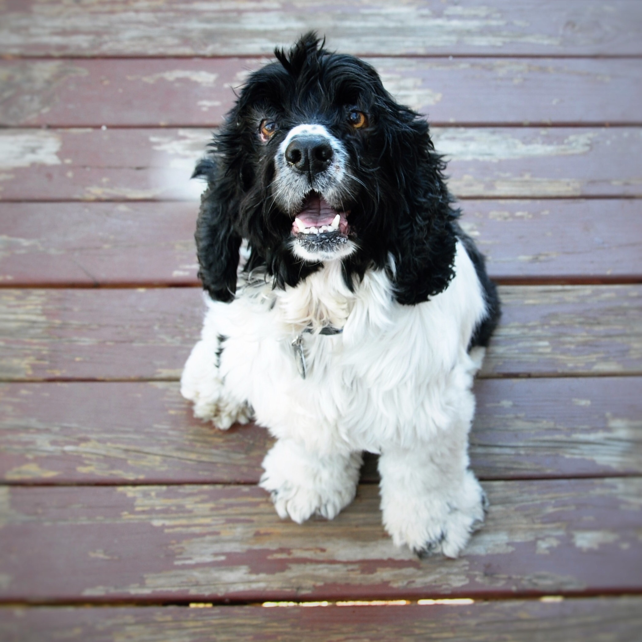 Okie dokie cocker sales spaniel rescue