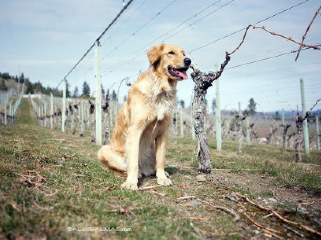 Vineyard Dogs