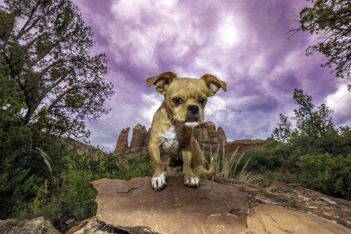 Joshua Oldridge photograph of Chihuahua in desert