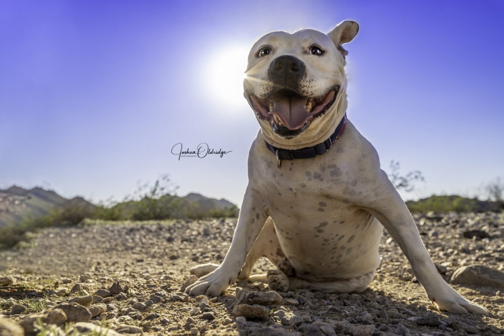 Joshua Oldridge photograph of dog in the sun