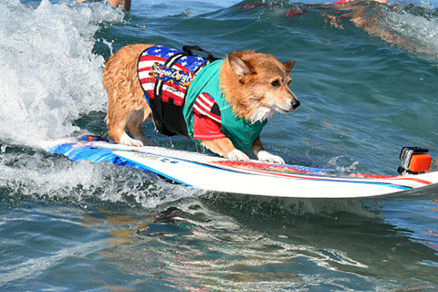 surf dog
