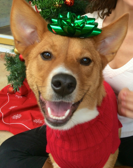 Cute smiling dog with Christmas bows