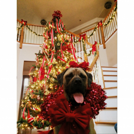 dog dressed up for the holidays in front of a Christmas tree
