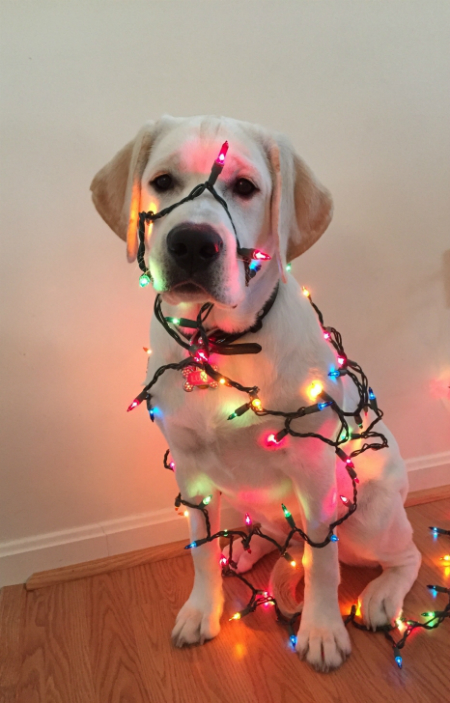Adorable dog wrapped up in Christmas lights