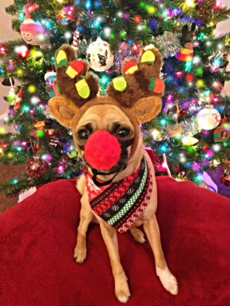 Rudolf the red-nosed reindeer outfit on a dog