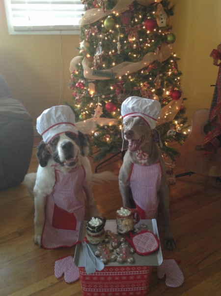 Two dogs wearing Christmas outfits, aprons and hats 