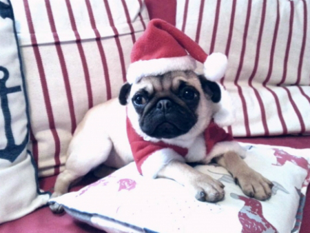 Adorable pug in a Santa hat and Christmas outfit