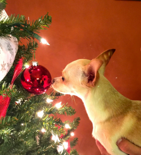 dog helping put up the Christmas ornaments