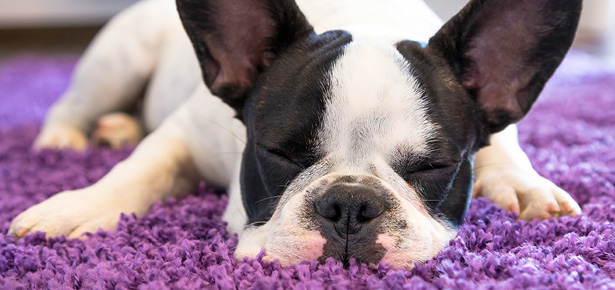 how long does it take for puppy to settle in new home