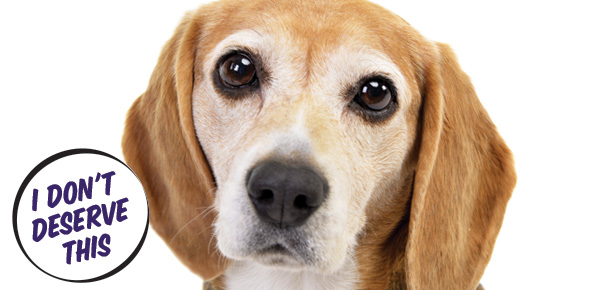 Beagles Dog