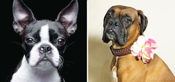Is the Boxer or the Boston Terrier for 