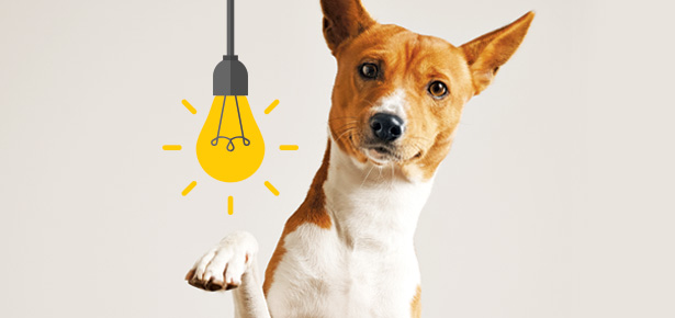 Canine IQ: How Smart is Your Dog? | Modern Dog magazine