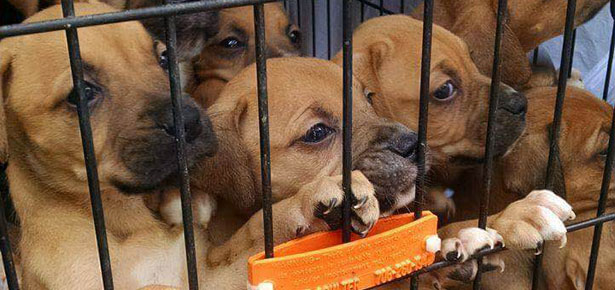 Clear the Shelters! Rescue Transport to Save Over 350 Dogs