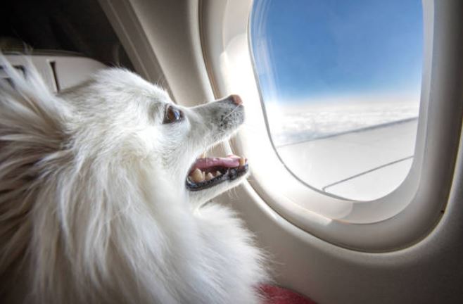 dog travelling on plane