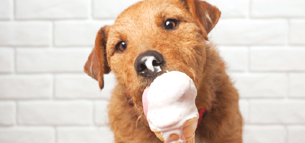 The Cone of Deliciousness | Modern Dog magazine