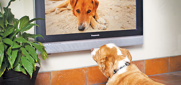 4 Dog-Friendly Thanksgiving Activities - DOGTV: Television for Dogs