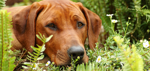 is garden lime poisonous to dogs