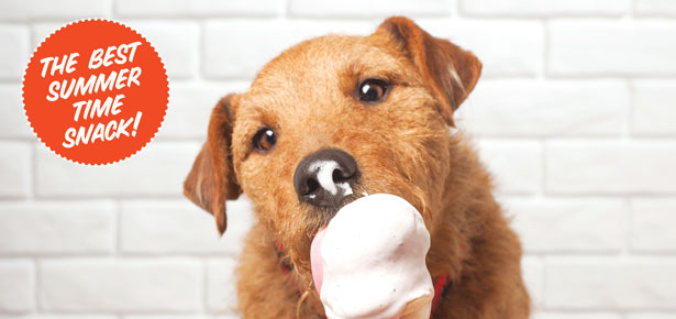 Pupsicles: Cool Dog Treat Recipes - Make Your Summer Fun!