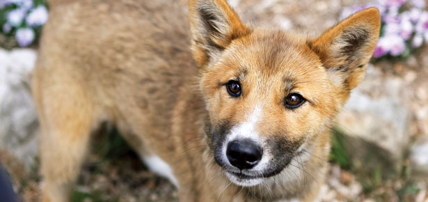 Dog Takes DNA Test. Turns Out He's Actually a Rare and Endangered Dingo. |  Modern Dog magazine