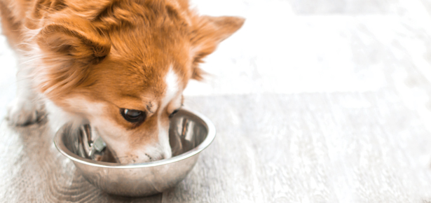 best food for your puppy