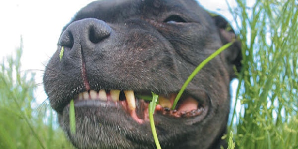 Your Dog Eats Grass (Do This Everyday 
