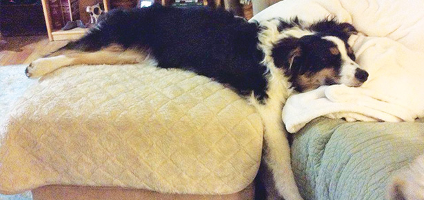 Dogs Who Excel At Napping | Modern Dog magazine