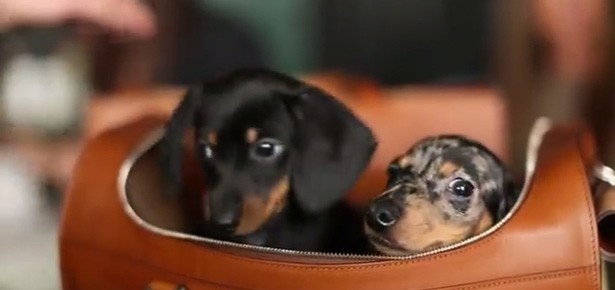 Sportschool Carrière Deens Video: Adoptable Dogs Star In Ralph Lauren Accessories Showcase | Modern Dog  magazine