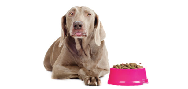 Food Allergies in Dogs | Modern Dog