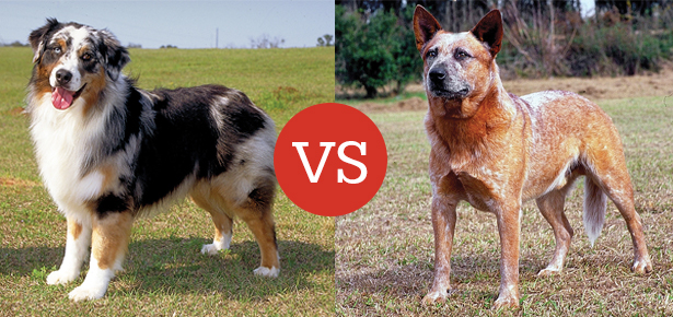 What S The Difference Between The Australian Shepherd And The Australian Cattle Dog Modern Dog Magazine