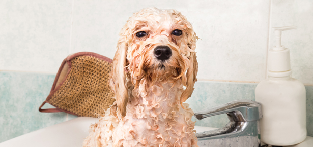 dog grooming products