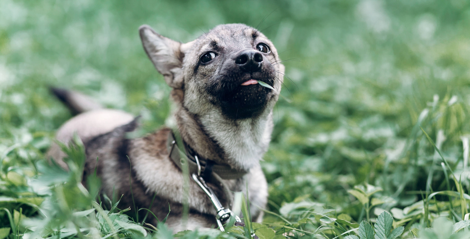 my dog loves eating grass