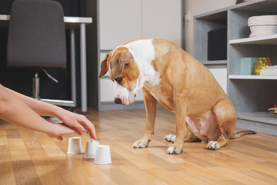 Fun, Cognitive Training Games to Make Your Dog Smarter