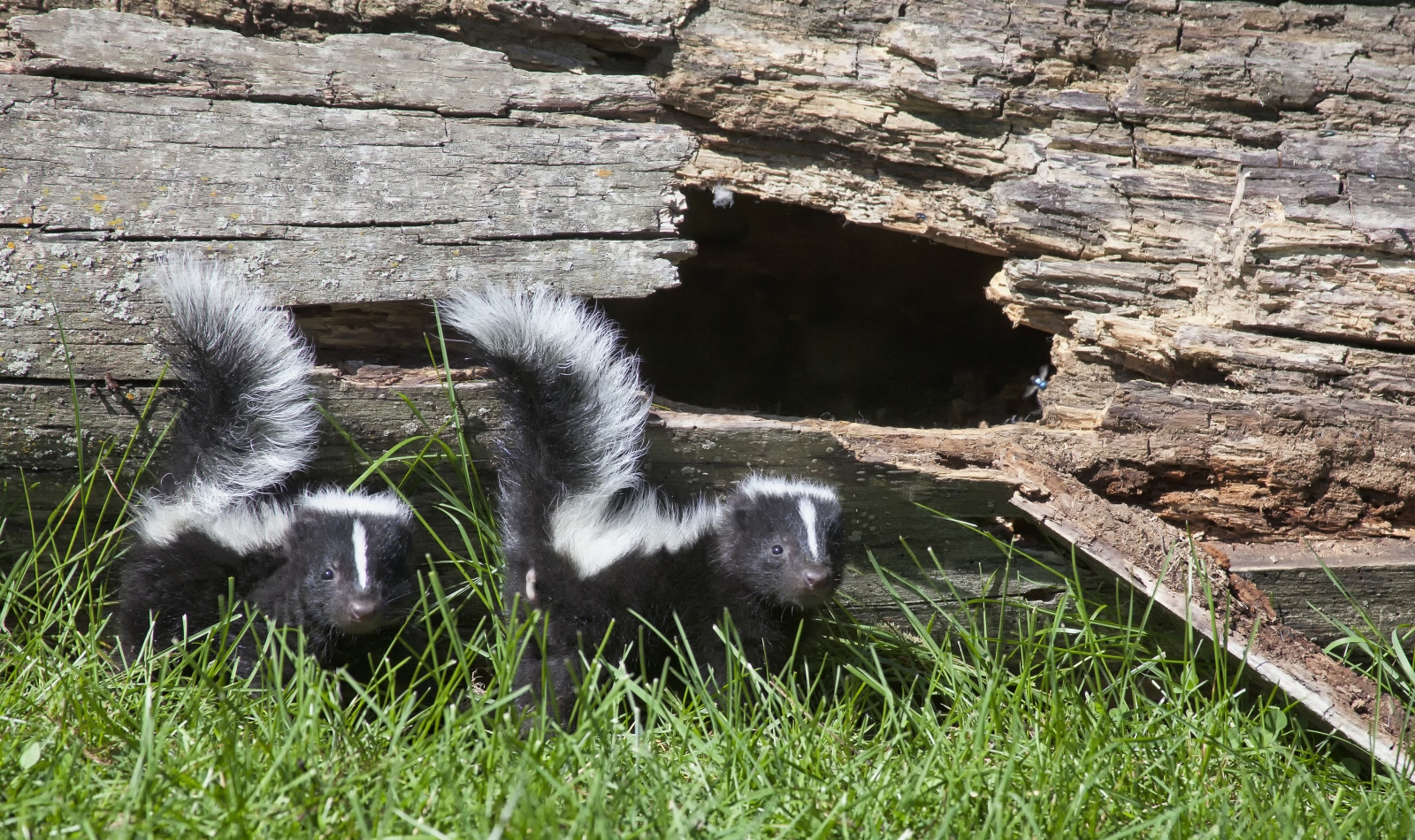 What To Do About Skunks | Modern Dog magazine