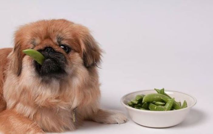 can puppies eat spinach