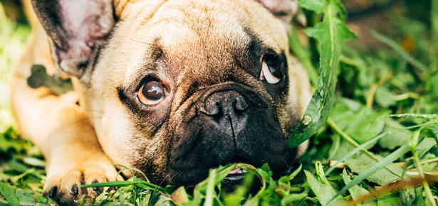 A Vet's Take On Why Dogs Eat Grass | Modern Dog magazine