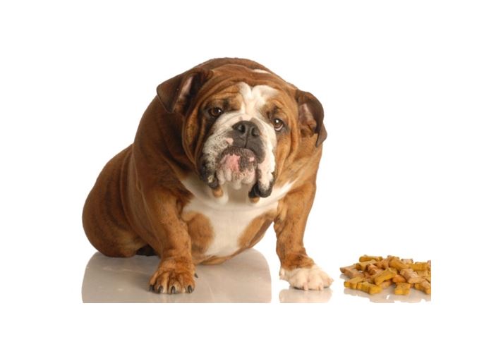How to Tell If Your Dog is Overweight or Obese | Modern Dog magazine
