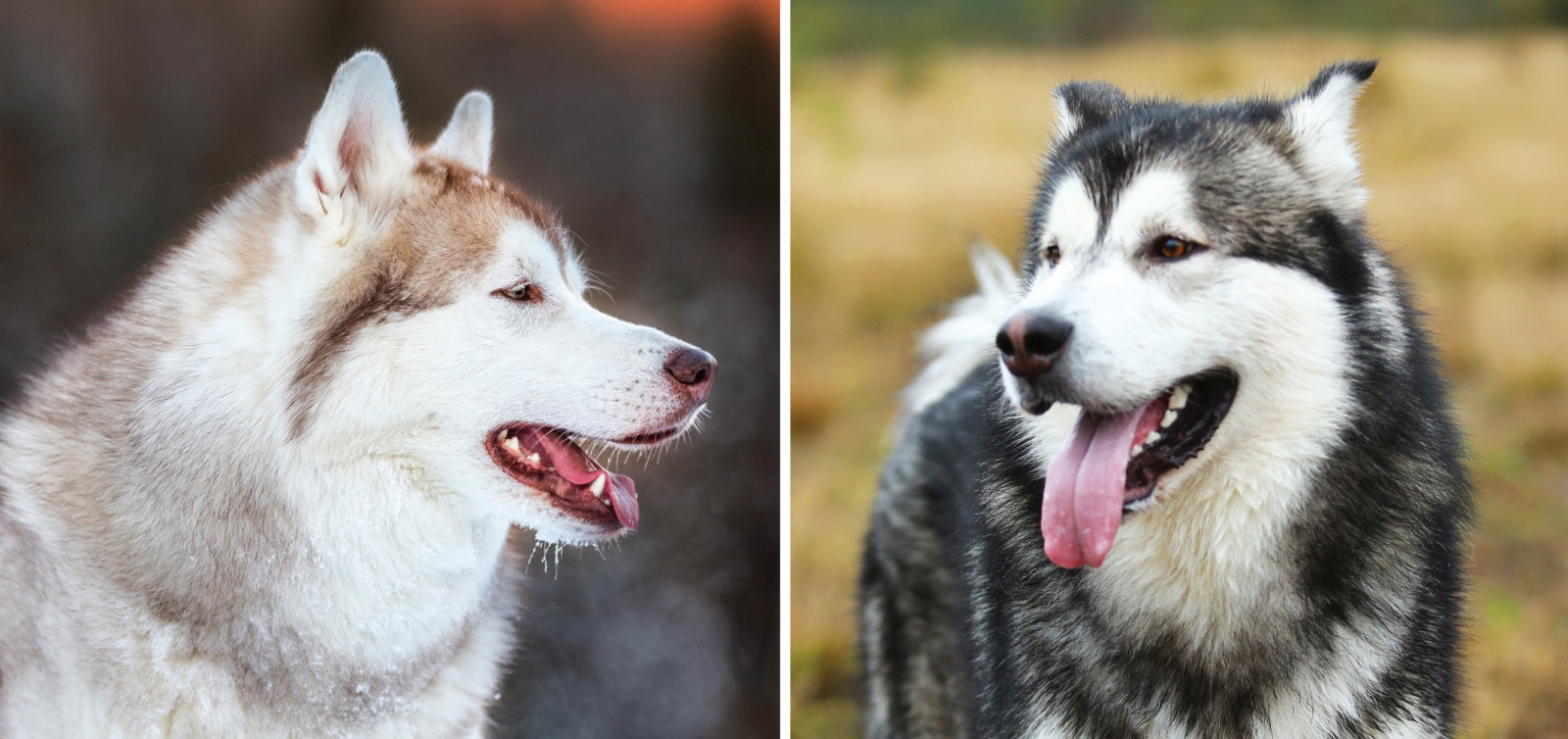 Commonly Confused Breeds The Alaskan Malamute Vs The Siberian Husky Modern Dog Magazine