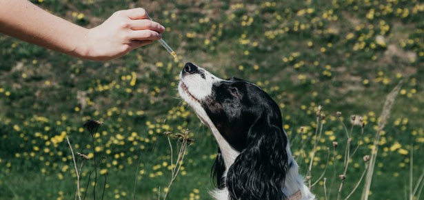 Best CBD Oil for Dogs with Arthritis – Top Brands Reviews in 2021 | Modern  Dog magazine