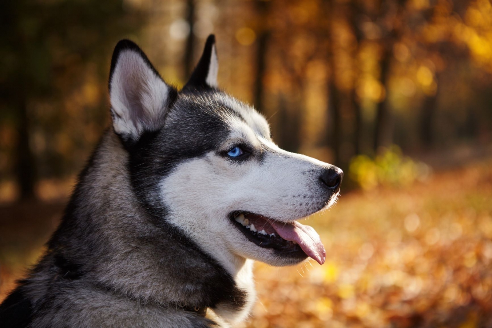 So You Think You Want a Husky? Here's How to Tell If the Husky Is The Right  Breed Match For You | Modern Dog magazine