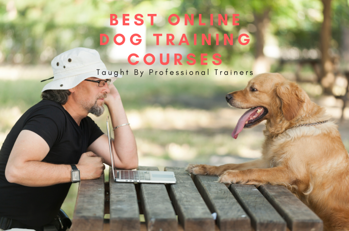 Online Courses, Puppy Training
