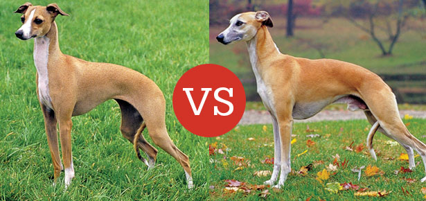 Italian Greyhound and the Whippet 