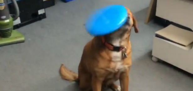 Dog Getting Hit By Frisbee Video