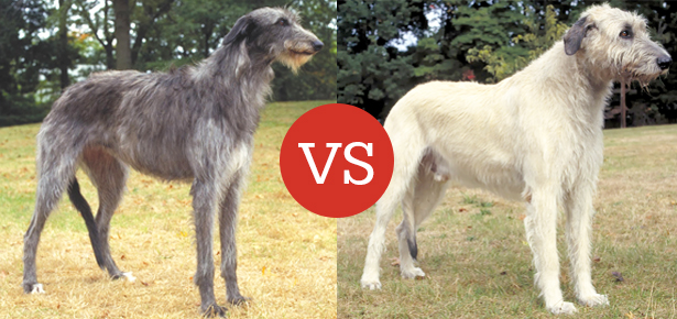 What's the Difference Between the Scottish Deerhound and the Irish