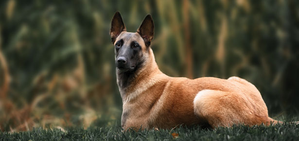 belgian hunting dog