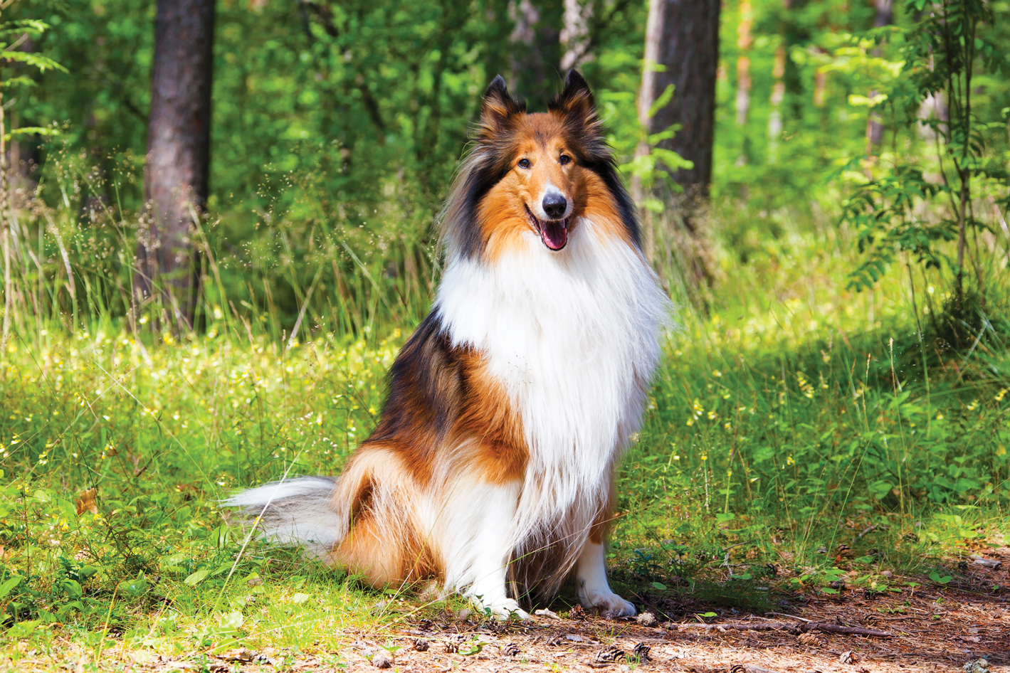 Sassy Lassie, The Rough Collie Guide Dog