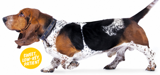I. Introduction to Basset Hound: The Low to the Ground Hunter