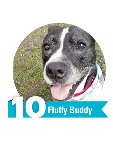 #10 Fluffy Buddy