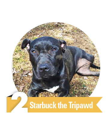 #2 Starbuck the Tripawd